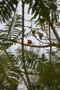 aves pequenas escondidas en ramas aves pequenas escondidas en ramas