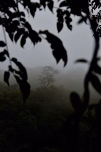 Silueta Hojas Selva Con Niebla 200x300
