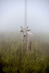 Vaca Blanca En Niebla Pastizal 200x300